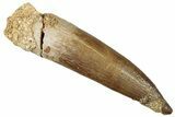 Fossil Plesiosaur (Zarafasaura) Tooth - Morocco #296331-1